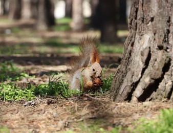 Photo of Cute red squirrel with nut in forest