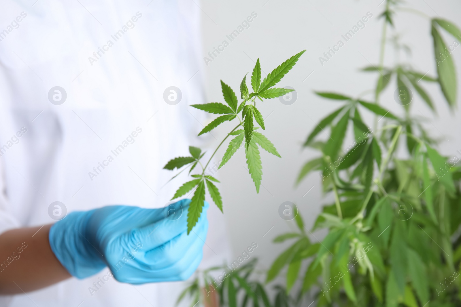 Photo of Doctor holding fresh hemp plant on white background, closeup. Medical cannabis