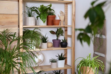 Photo of Beautiful houseplants and decor on shelving unit near light wall. Interior design