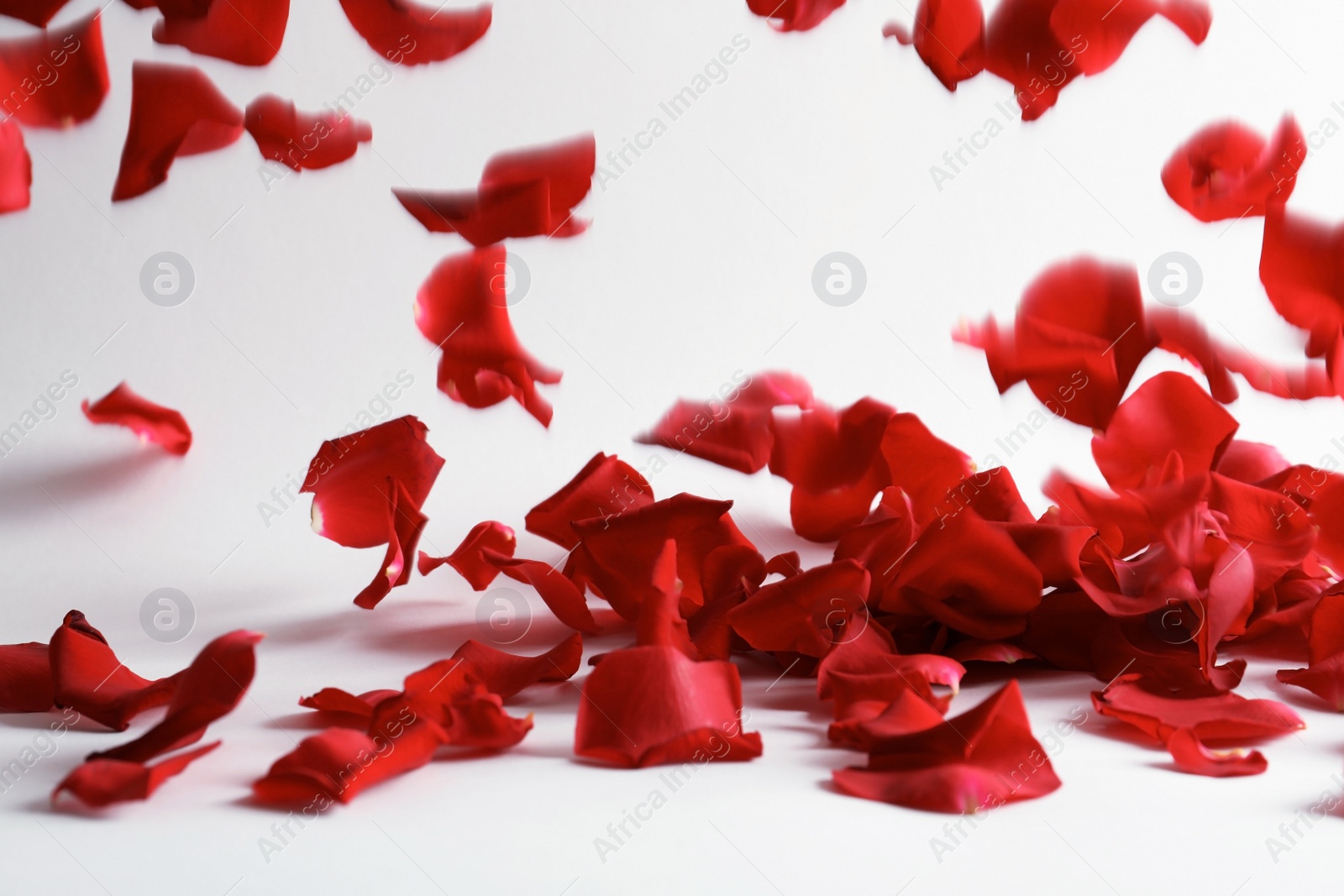 Beautiful rose petals falling on light background Photo of Beautiful rose petals falling on light background