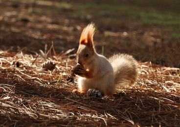 Photo of Cute red squirrel with walnut in forest