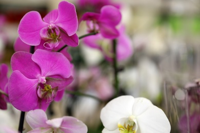 Photo of Beautiful blooming tropical orchid flowers on blurred background, closeup. Space for text