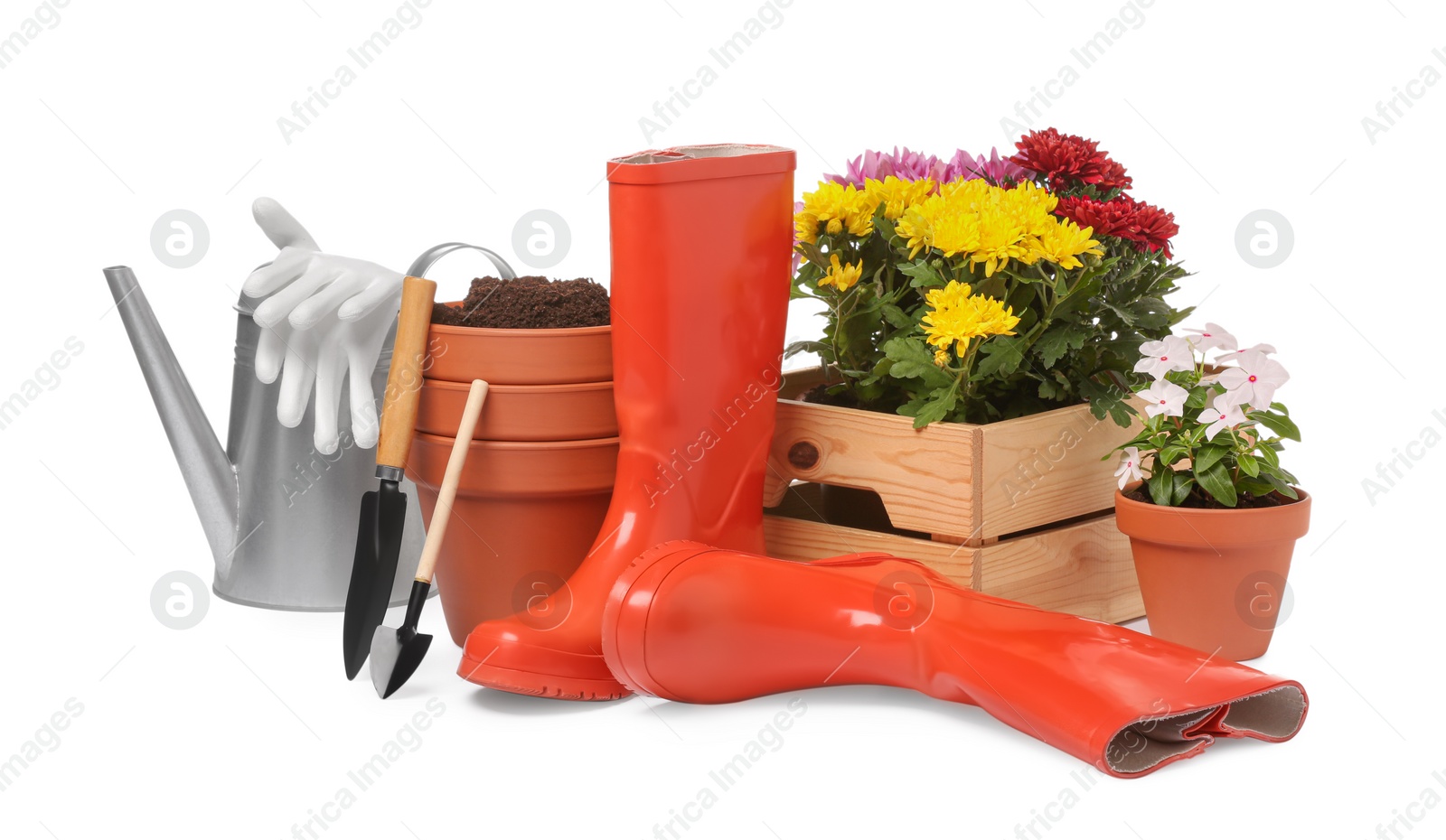 Beautiful flowers, pots, rubber boots and gardening tools isolated on white Photo of Beautiful flowers, pots, rubber boots and gardening tools isolated on white