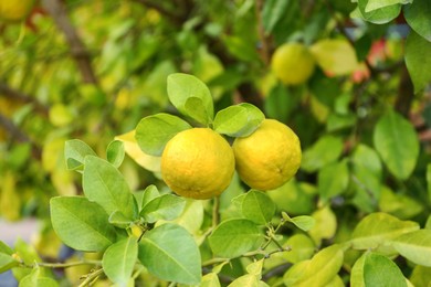 Photo of Fresh ripe trifoliate oranges growing on tree outdoors