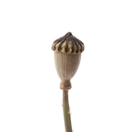 Photo of Dried poppyhead with seeds isolated on white