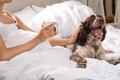 Photo of Adorable Russian Spaniel with owner in bed, closeup view