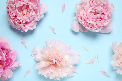 Beautiful fresh peonies on light blue background, flat lay