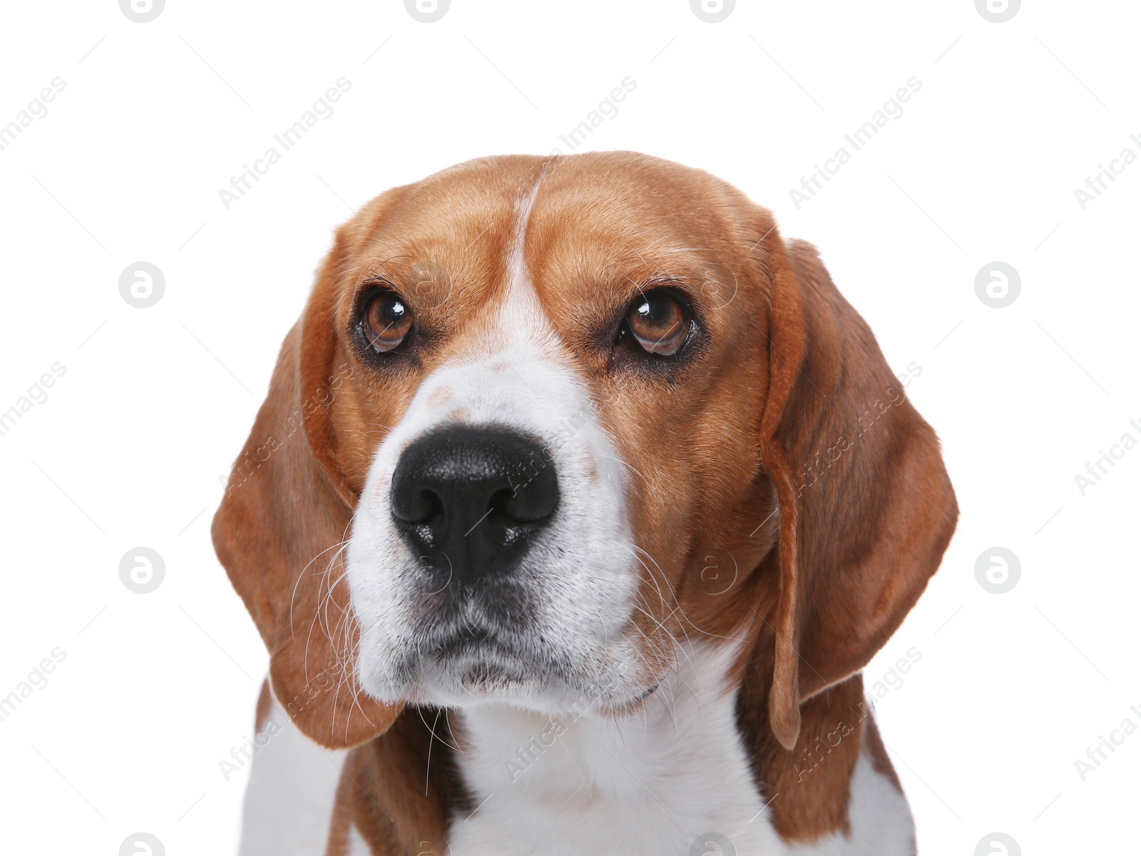 Photo of Beautiful beagle dog on white background. Adorable pet