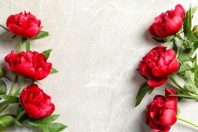 Photo of Beautiful blooming peony flowers on light background, top view