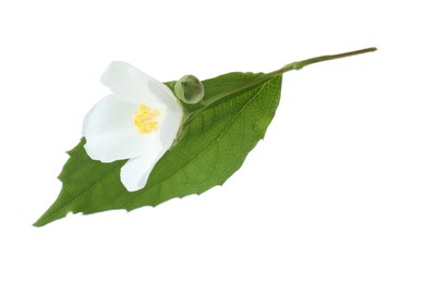 Photo of Branch of jasmine flower, buds and leaf isolated on white