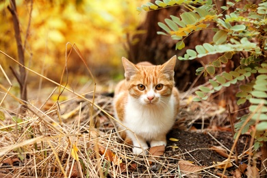 Photo of Adorable cat near bush with lush leaves in autumn park