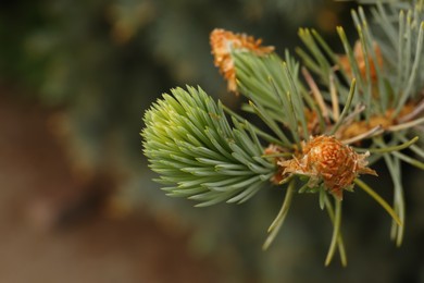 Photo of Beautiful branch of coniferous tree, closeup view