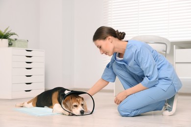 Photo of Veterinarian doc with adorable Beagle dog wearing medical plastic collar in clinic