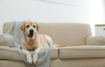 Photo of Yellow labrador retriever on cozy sofa indoors