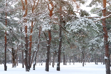 Photo of Picturesque view of beautiful forest covered with snow