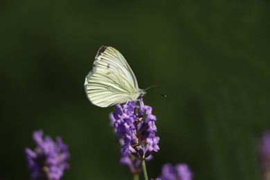 Photo of Beautiful butterfly in lavender field on sunny day, closeup