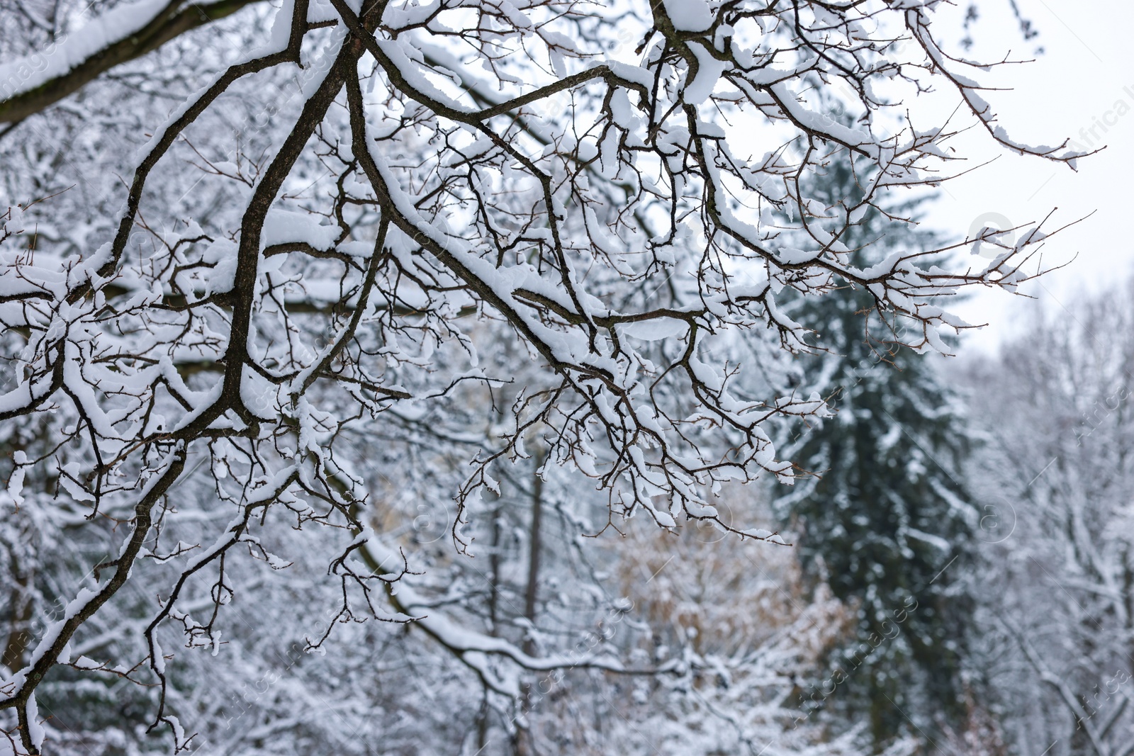 Photo of Beautiful tree branches covered with snow in winter park