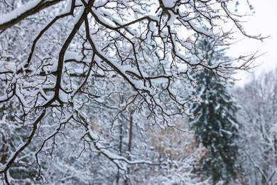 Beautiful tree branches covered with snow in winter park