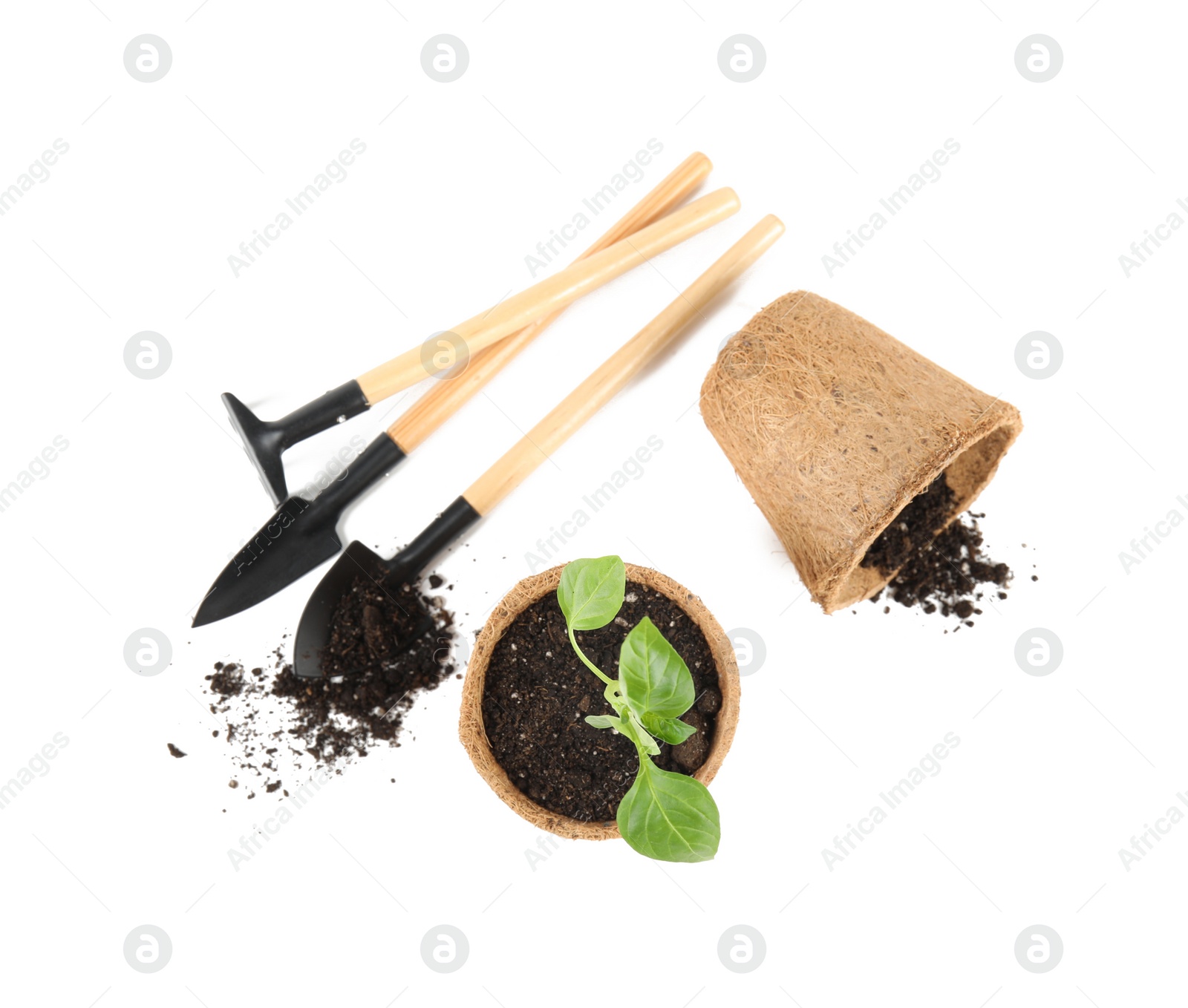 Photo of Vegetable seedlings and garden tools isolated on white, top view