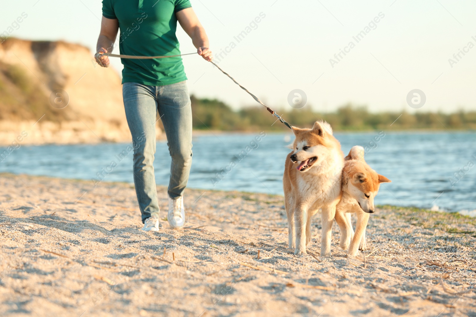 Photo of Young man walking his adorable Akita Inu dogs near river