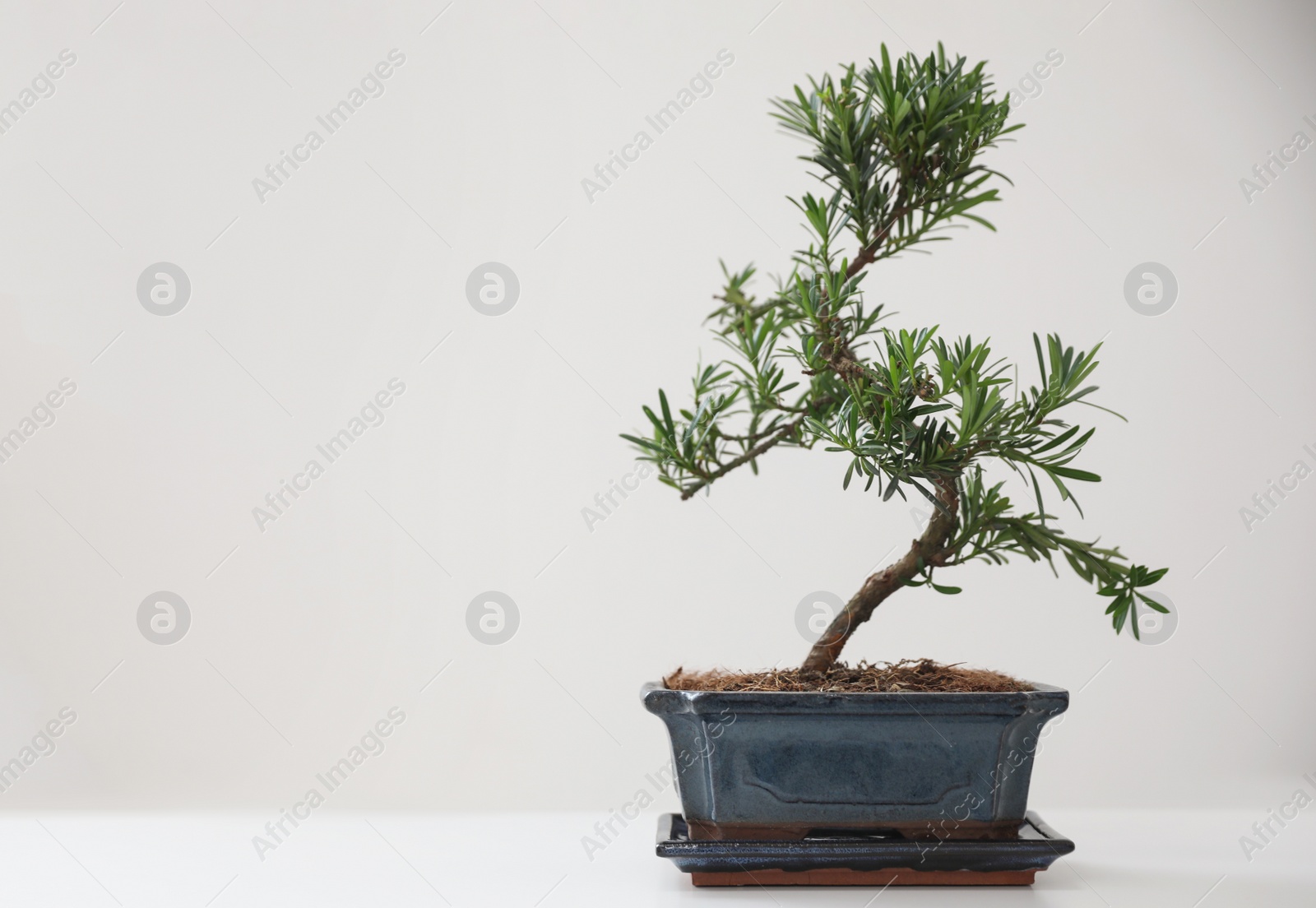 Photo of Japanese bonsai plant on white background, space for text. Creating zen atmosphere at home