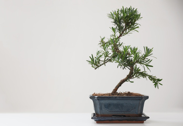 Photo of Japanese bonsai plant on white background, space for text. Creating zen atmosphere at home