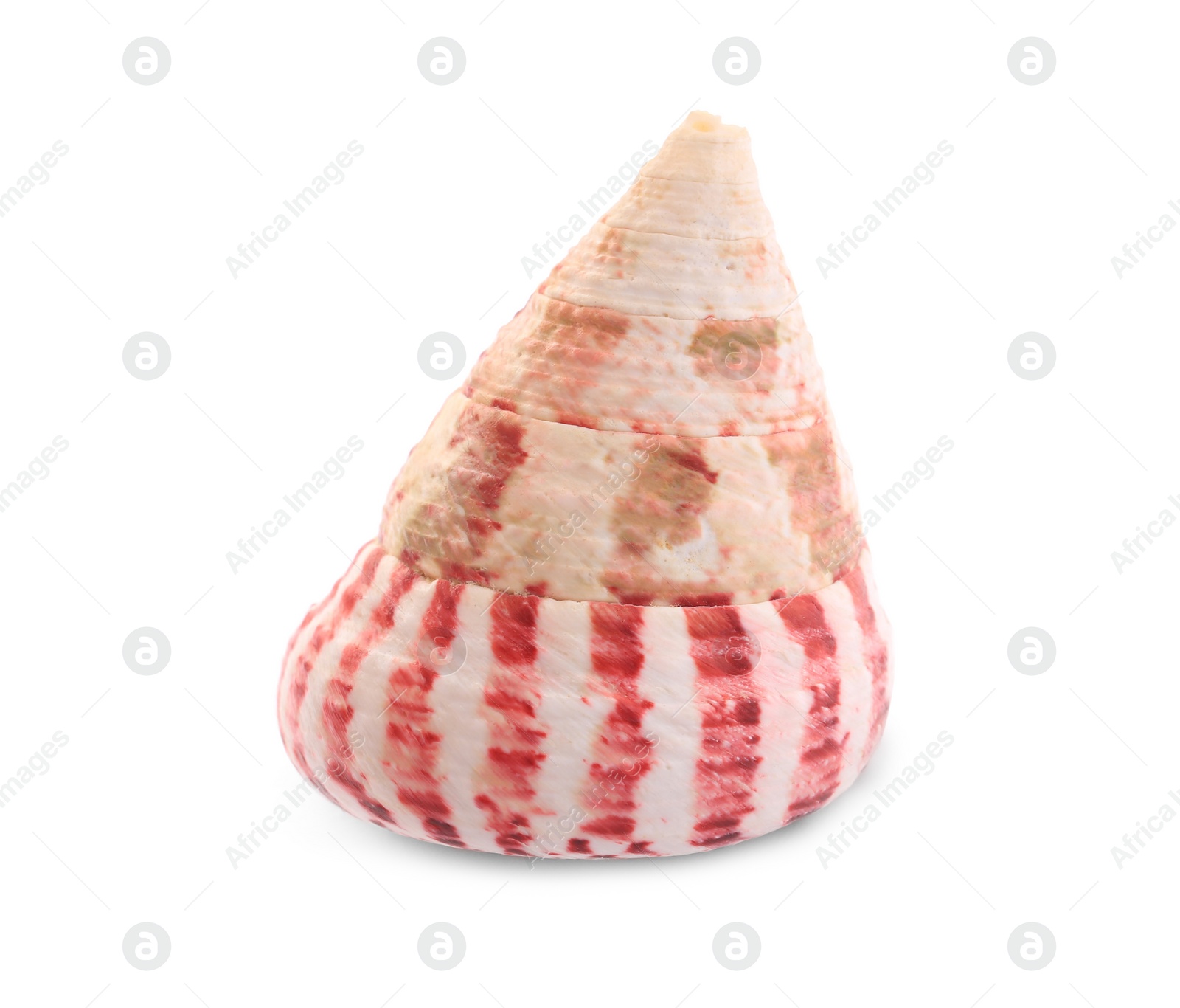 Photo of Beautiful seashell isolated on white. Beach object