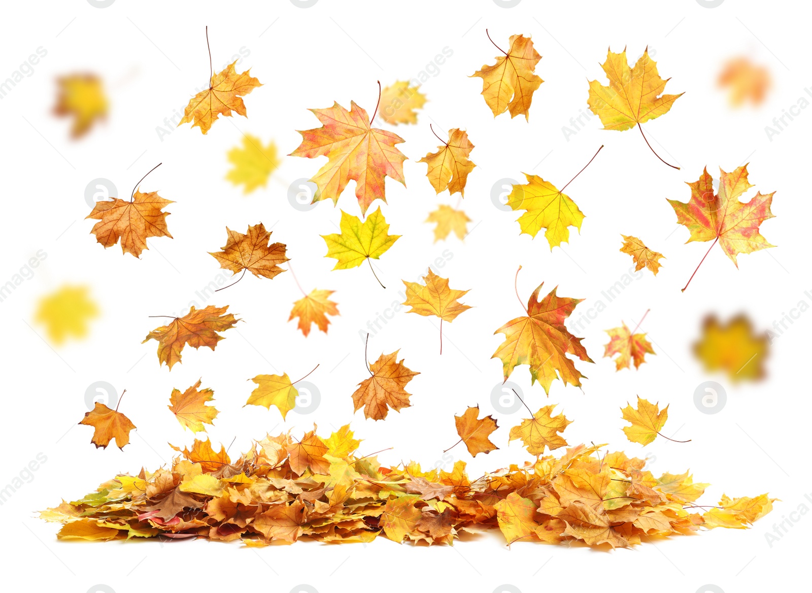 Image of Beautiful autumn leaves falling on white background