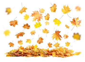 Image of Beautiful autumn leaves falling on white background