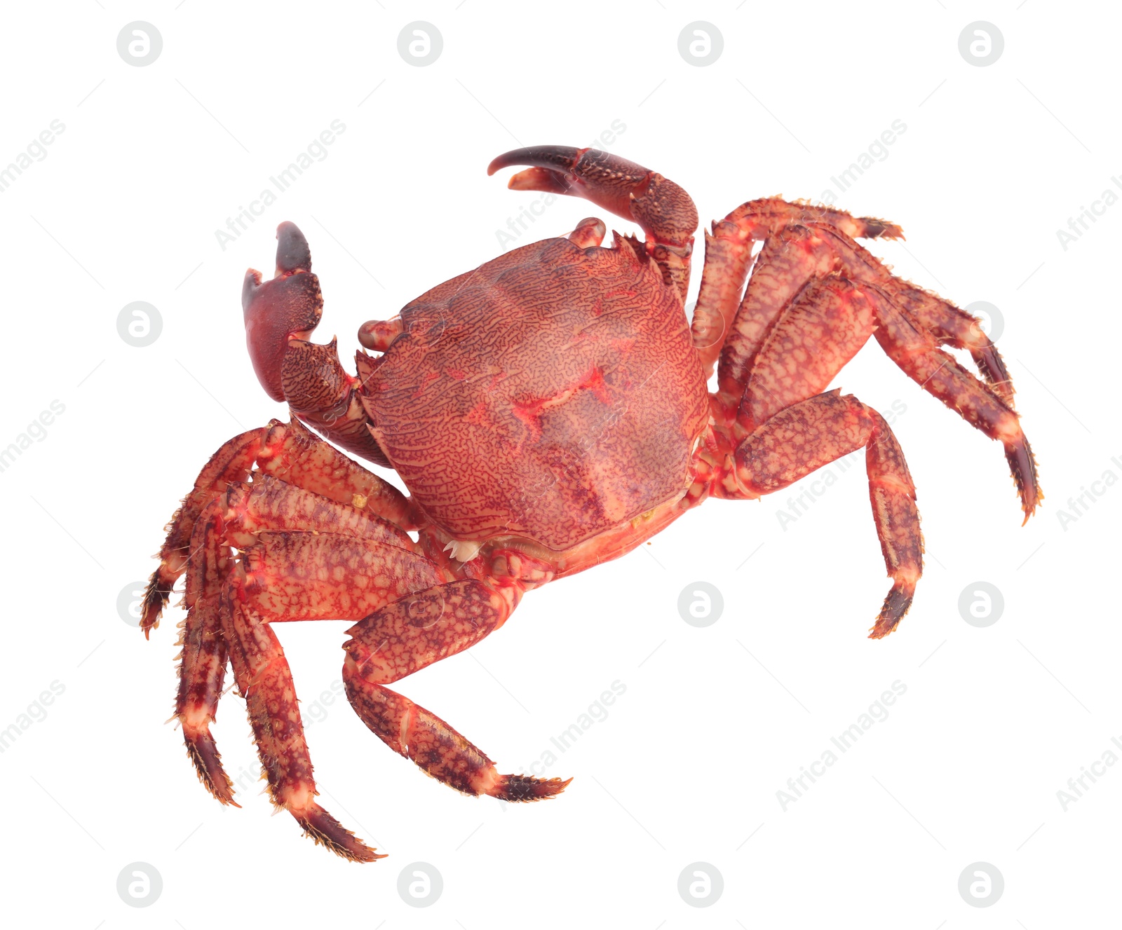 Photo of One delicious boiled crab isolated on white, top view