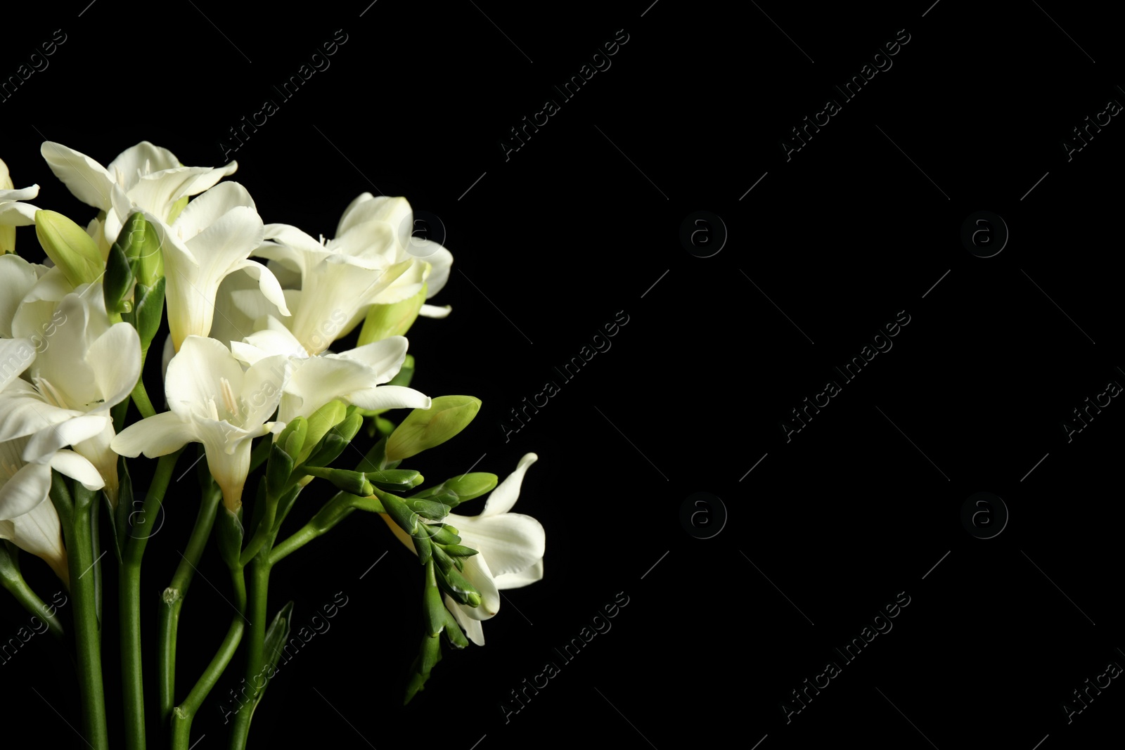 Photo of Beautiful freesia flowers on black background, closeup. Space for text