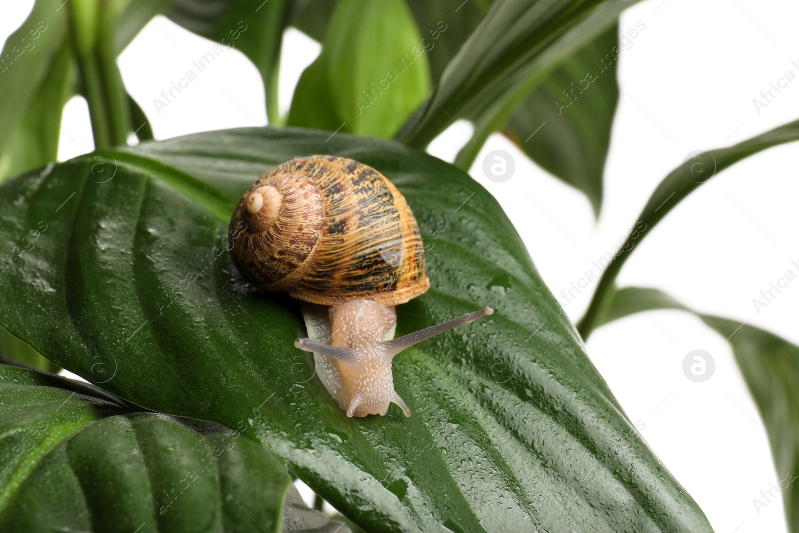 Photo of Common garden snail on wet leaf against white background, closeup