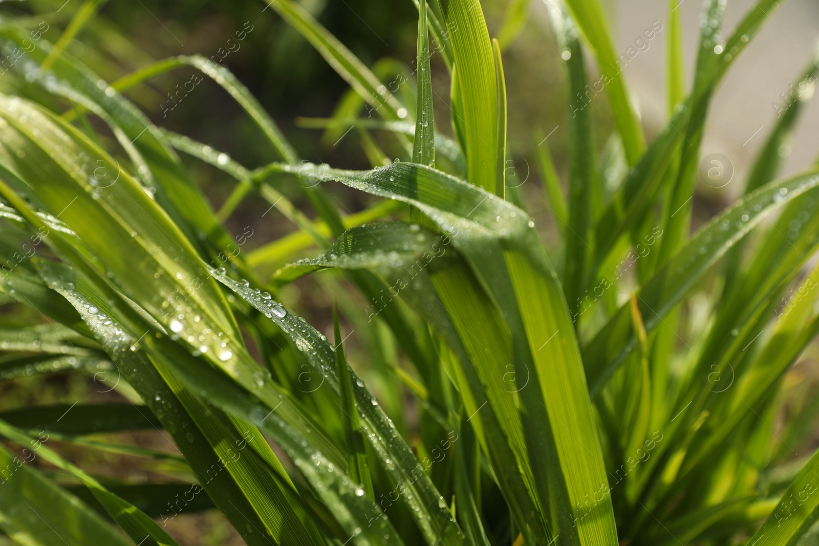 Photo of Green grass with water drops outdoors, closeup
