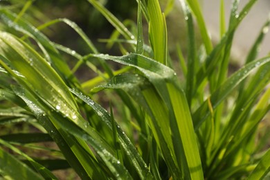 Photo of Green grass with water drops outdoors, closeup