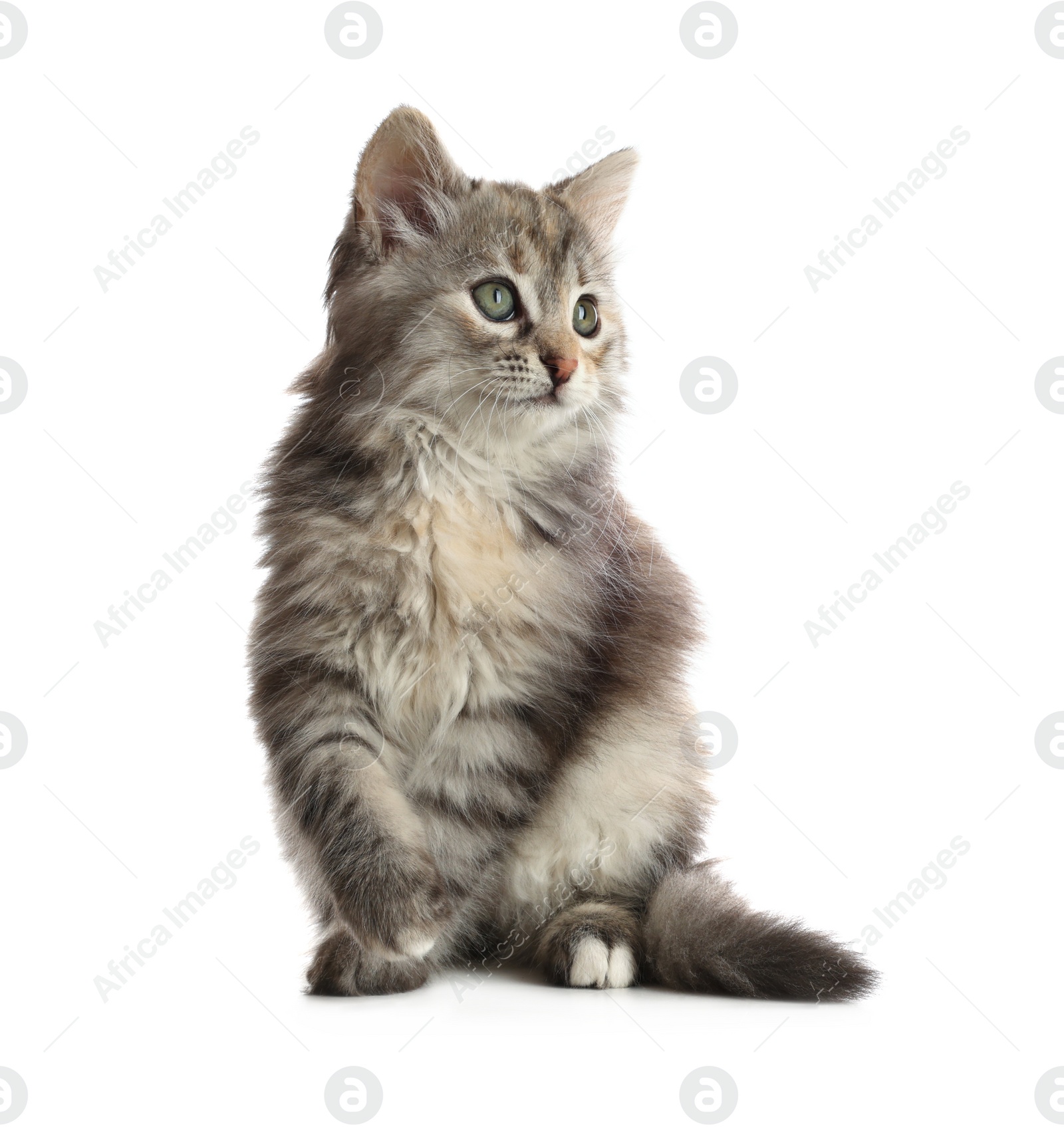 Photo of Cute fluffy kitten on white background. Baby animal