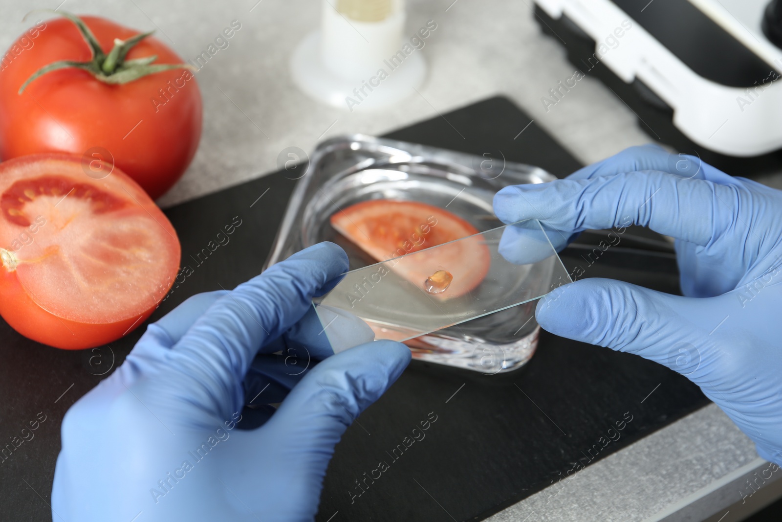 Photo of Scientist inspecting tomato in laboratory, closeup. Food quality control