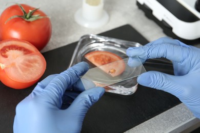 Scientist inspecting tomato in laboratory, closeup. Food quality control