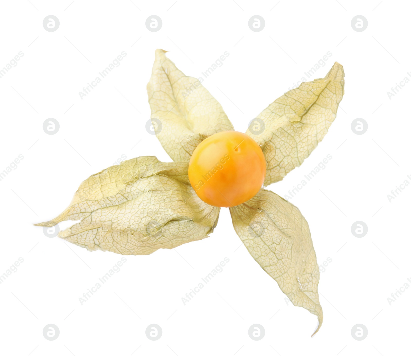 Photo of Ripe physalis fruit with calyx isolated on white