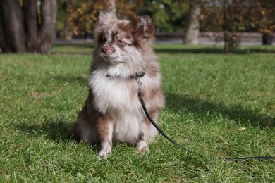 Photo of Cute Pomeranian spitz dog on green grass in park. Autumn walk