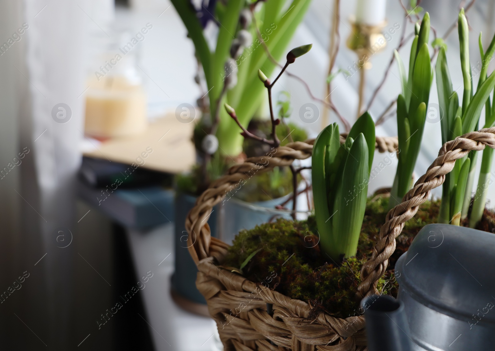 Photo of Spring shoots of Narcissus and Hyacinth planted in wicker basket on window sill, closeup. Space for text