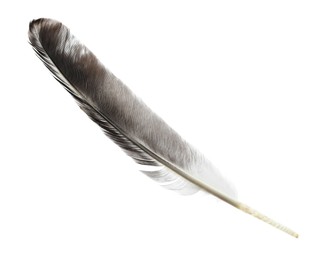 Photo of Beautiful grey bird feather isolated on white