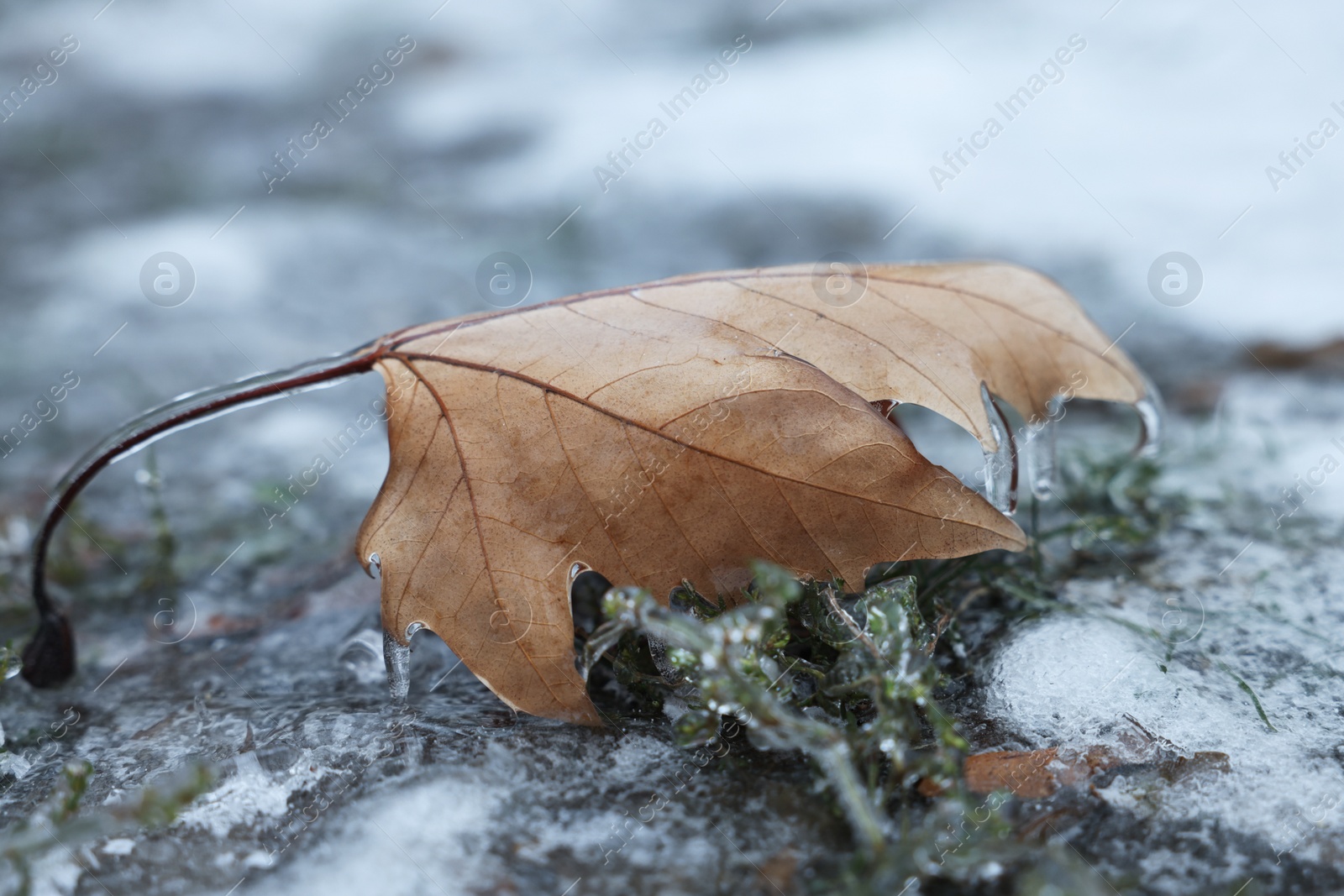 Photo of Plants and dry leaf in ice glaze outdoors on winter day, closeup