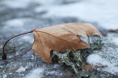 Photo of Plants and dry leaf in ice glaze outdoors on winter day, closeup