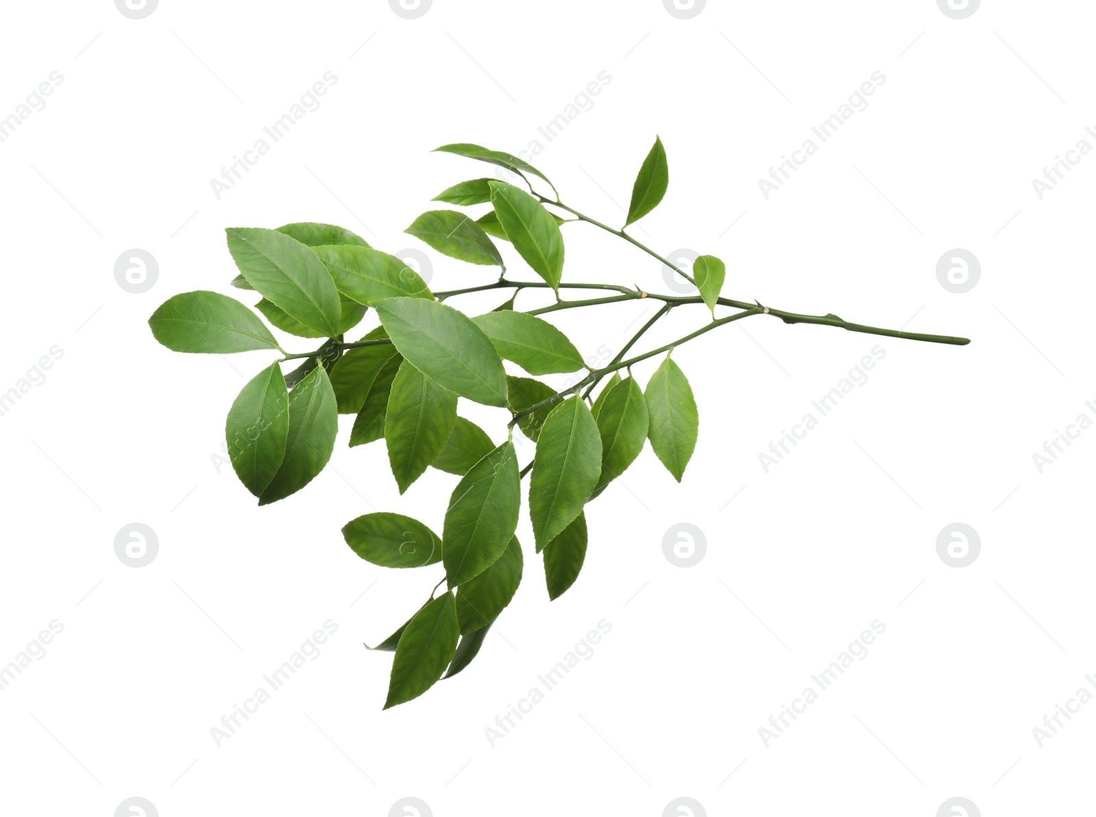 Photo of Branch of tropical citrus plant with leaves isolated on white