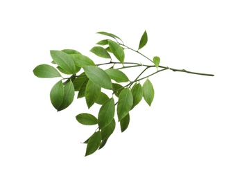Photo of Branch of tropical citrus plant with leaves isolated on white