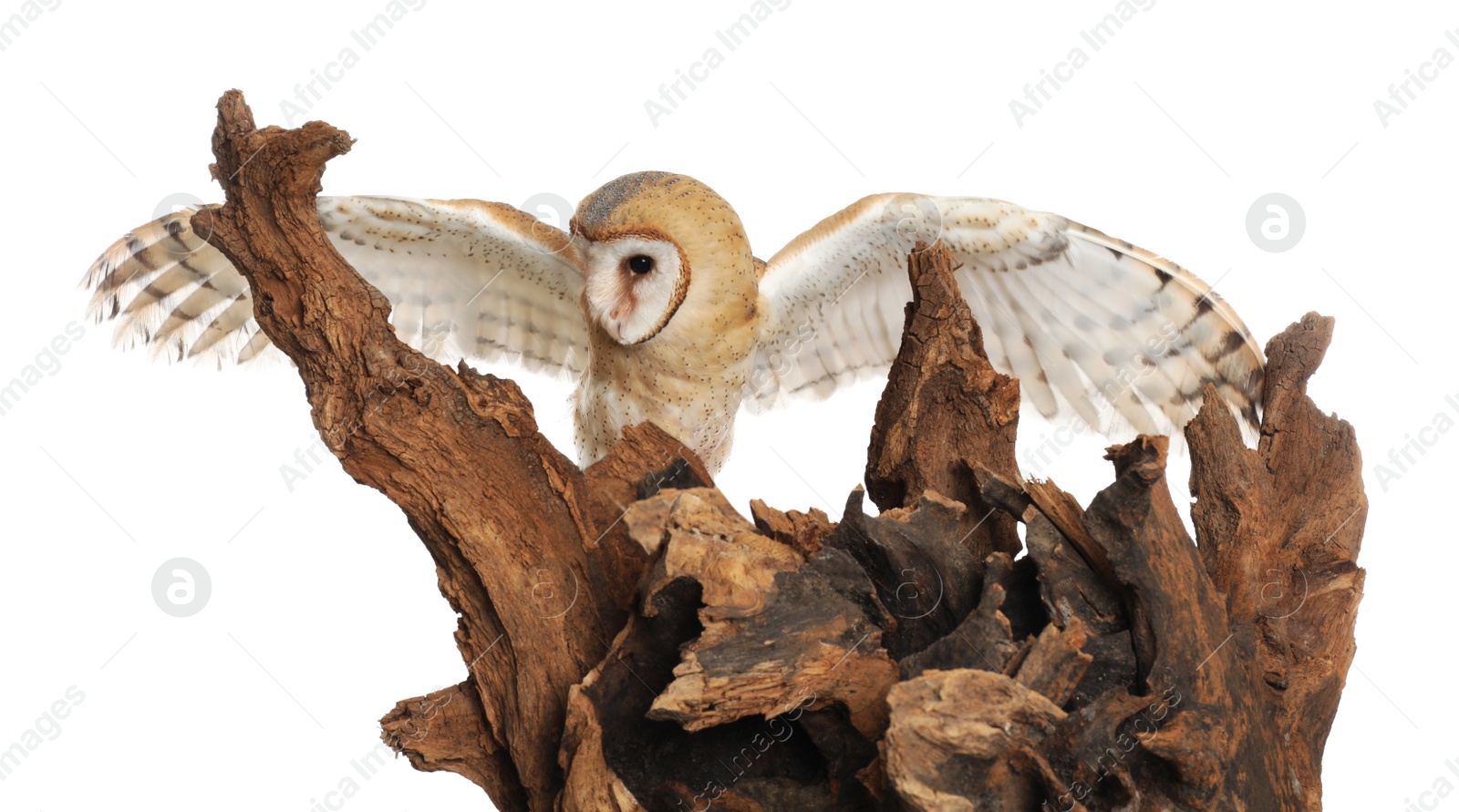 Photo of Beautiful common barn owl on tree against white background