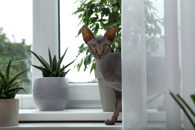 Photo of Sphynx cat on windowsill near houseplants indoors