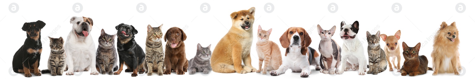 Image of Cute dogs and cats on white background. Banner design