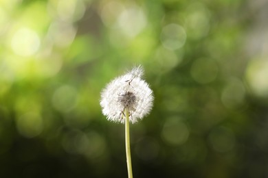 Photo of Beautiful dandelion flower on blurred green background