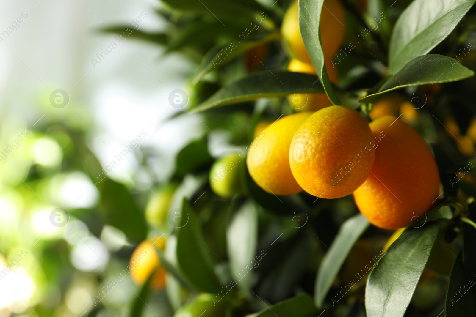 Photo of Kumquat tree with ripening fruits outdoors, closeup. Space for text